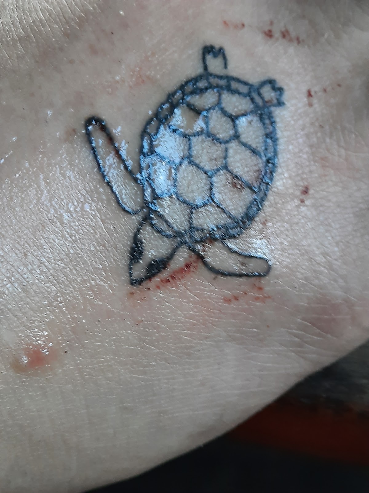 Fine line turtle tattoo, freshly done